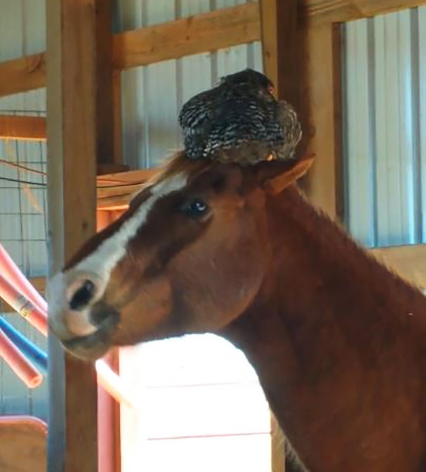 Woman Goes To Check On Her Horse In The Barn, Finds A Chicken Hilariously Sleeping On Its Head