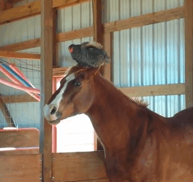 Woman Goes To Check On Her Horse In The Barn, Finds A Chicken Hilariously Sleeping On Its Head