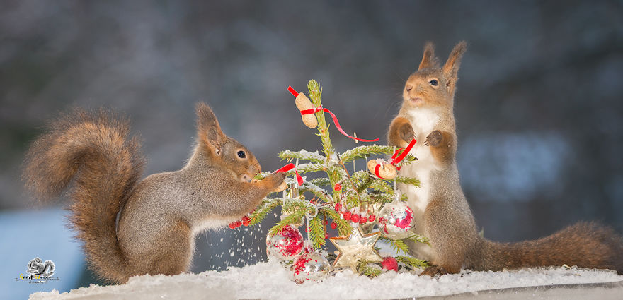 Squirrels In A Christmas Mood