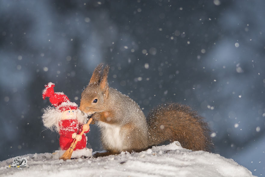 Squirrels In A Christmas Mood