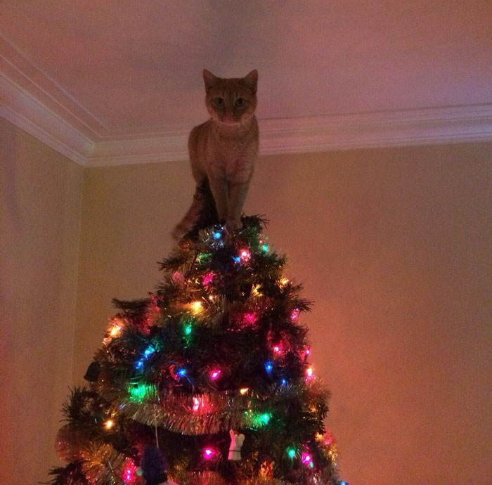 No Need To Put A Star On Top Of The Tree Now...