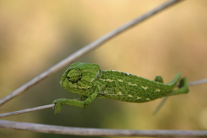This Juvenile Of The European Chameleon Was An Amazing Acrobat, As Is Clear From The Photo. Definitely One Of My Favorite Species!