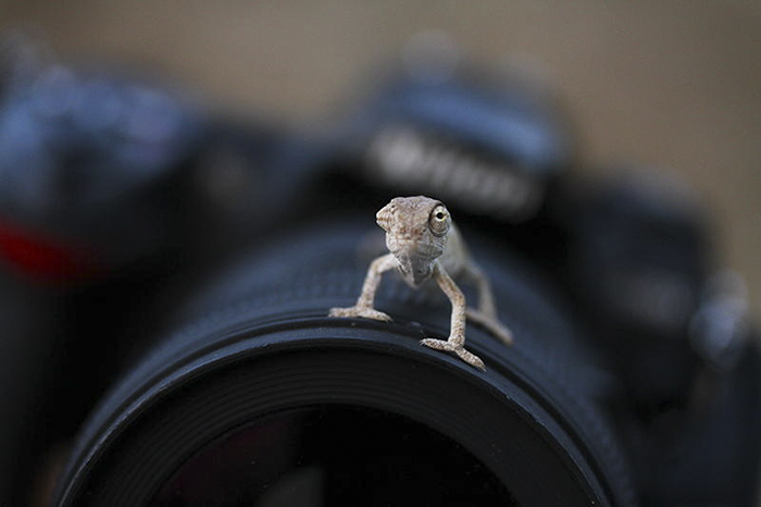 Nikon D 200 & Baby Chameleon