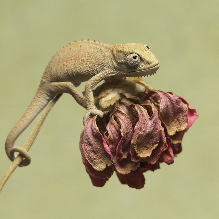 Baby Thamnobates Chameleon