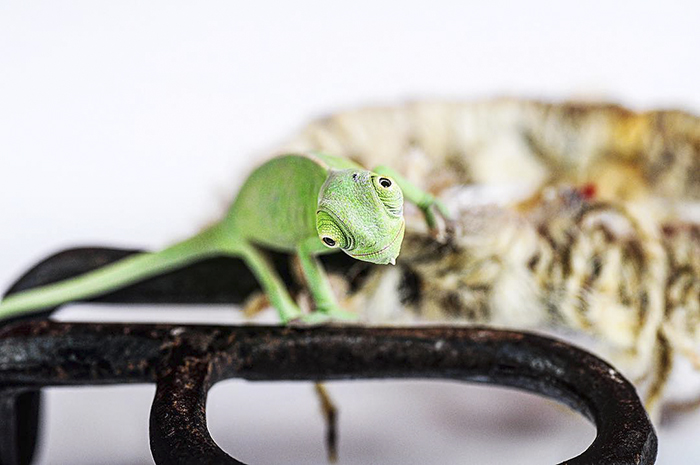 Cute Veiled Baby Chameleon