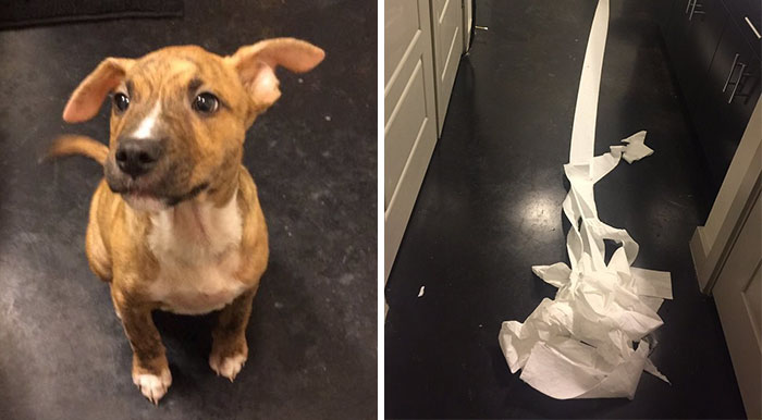 People Fall In Love With Dog Who Tried To Clean Up His Own Pee From Owner’s Friend’s Bathroom Floor