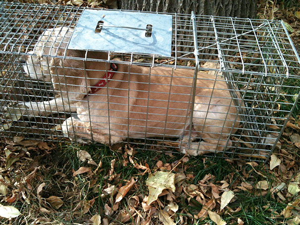 The Other Day My Dog Got Attacked By A Raccoon, So I Set Up A Trap. This Is What I Caught.