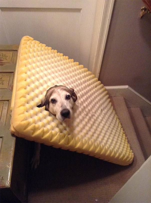 Found My Dog Like This, She Ate Through Her Bed And Got Herself Caught