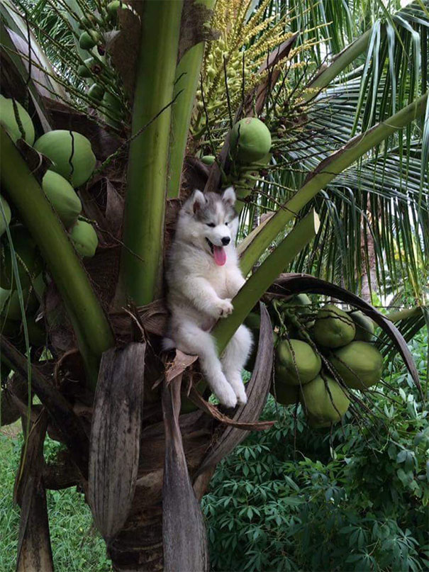 Husky Gets Stuck On Coconut Tree