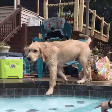 Doggy Doesn't Know How To Jump In Pool