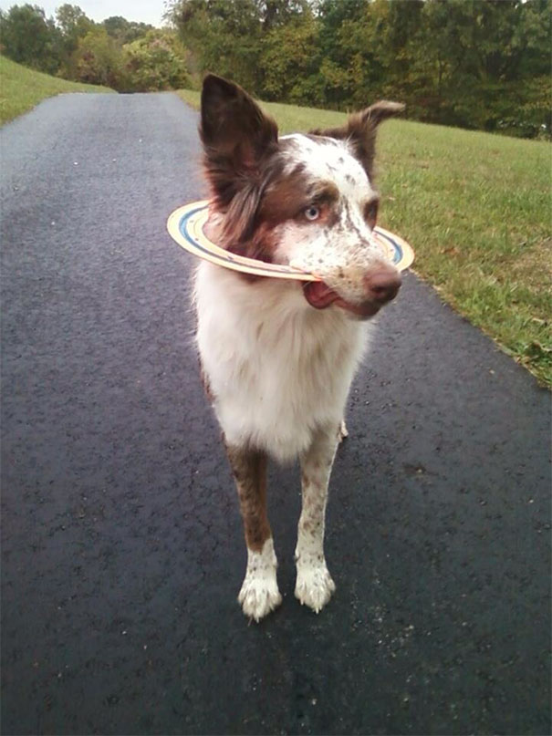 Duke Doesn't Know How To Frisbee Properly