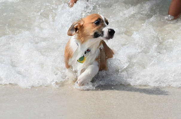 My Dog Barely Escaping A Deadly Wave