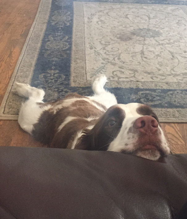 My Boyfriends Dog Got Tired While Begging For Food