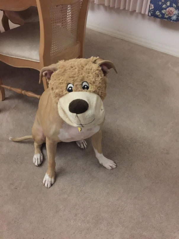 My Brother's Dog Ate The Face Off One Of Her Toys