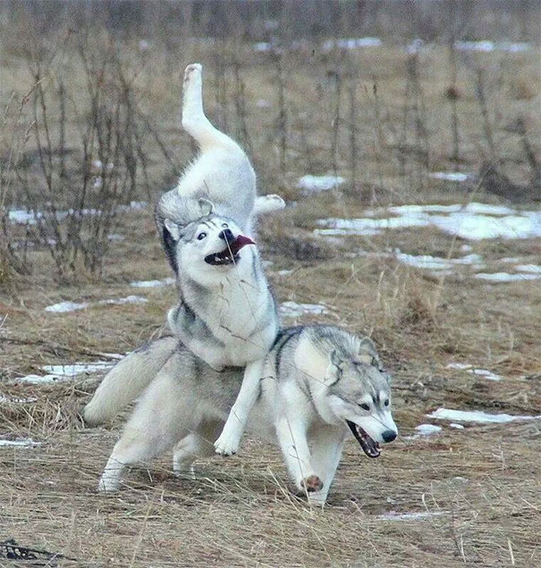Dogs Are Graceful Animals