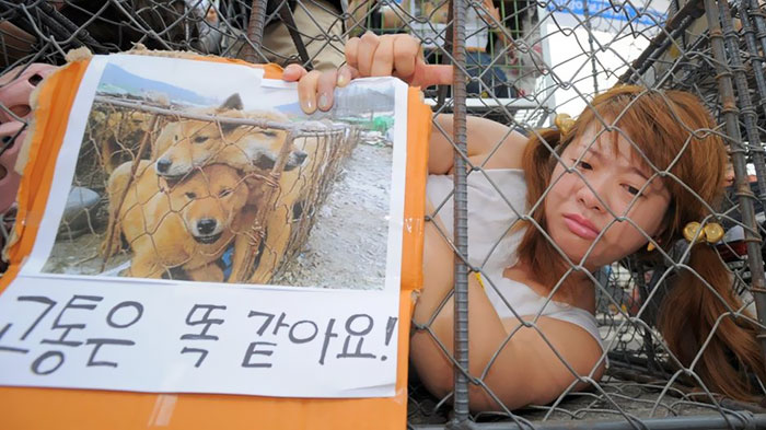 dog-meat-market-shut-down-south-korea-1