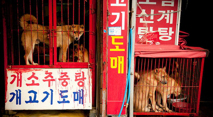 BREAKING: Dog Meat Market Responsible For 33% Supply In South Korea Is Being Shut Down