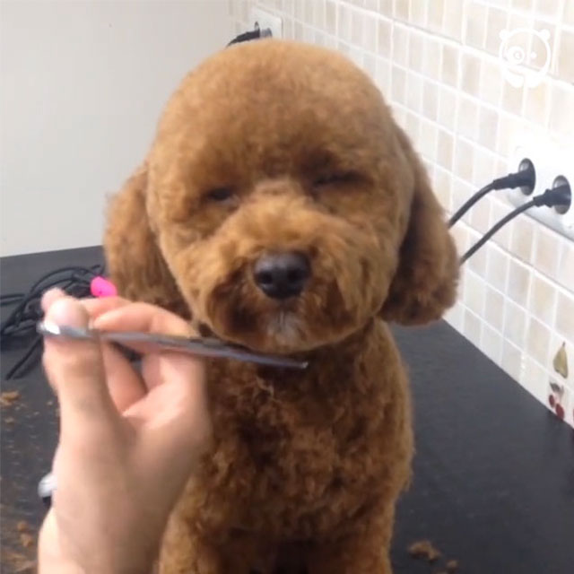 This Pet Stylist Has The Best Job Ever
