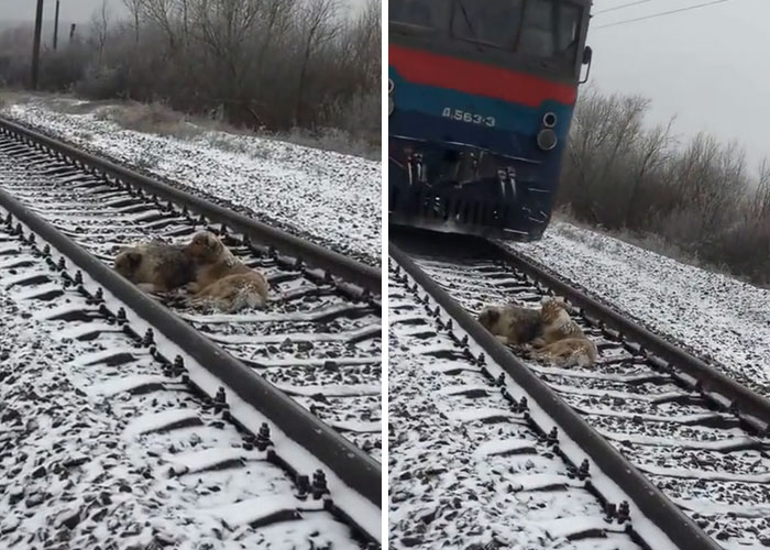 This Dog Was Too Injured To Move From A Moving Train, But His Brave Friend Came To Rescue Him