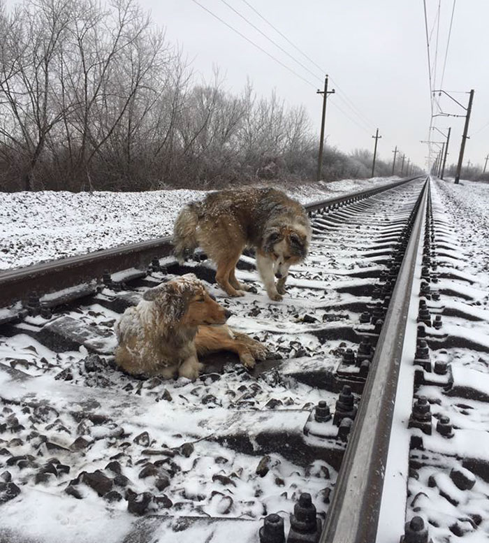 This Dog Was Too Injured To Move From A Moving Train, But His Brave Friend Came To Rescue Him