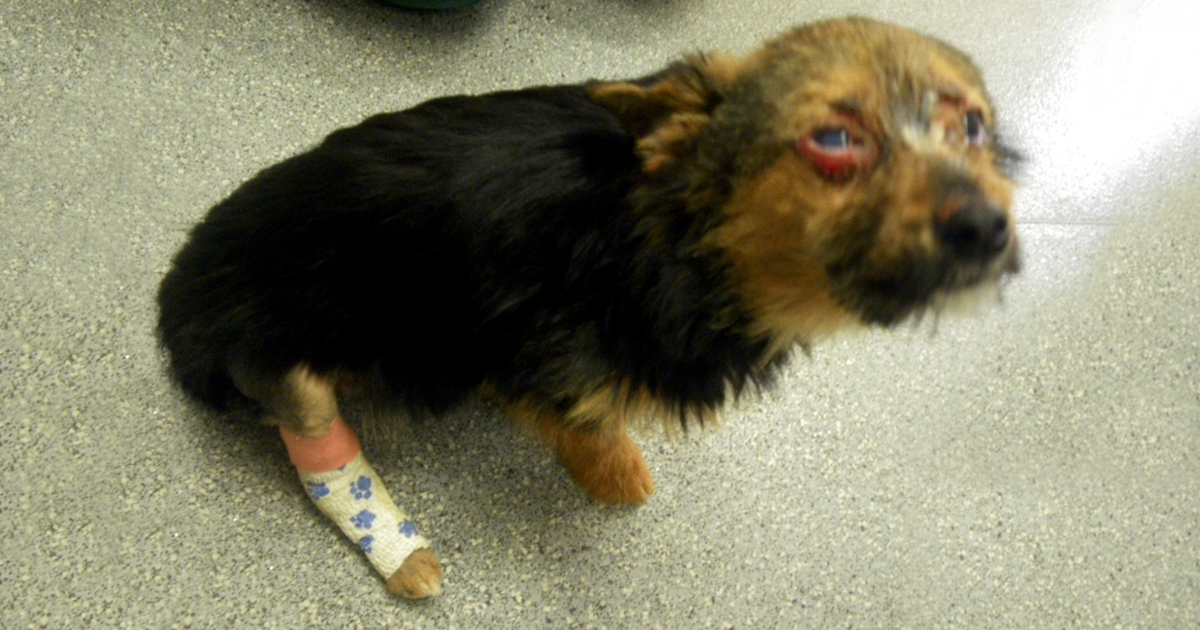 Teenagers Torture Dog By Breaking Legs And Setting Him On Fire, But He Survives And Still Loves People