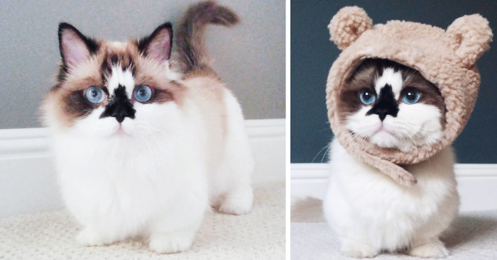 Meet Albert, The Cutest Munchkin Cat With Unique “Skull” Nose And 450,000 Followers