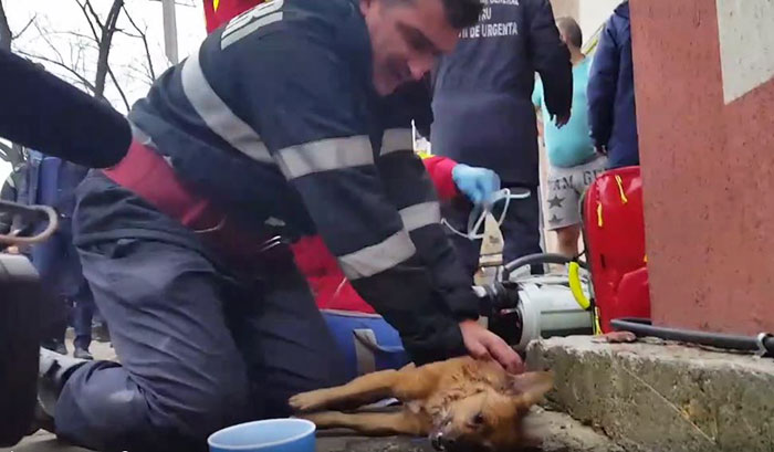 Romanian Firefighter Fights For Dog's Life By Performing CPR
