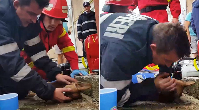 Romanian Firefighter Fights For Dog’s Life By Performing CPR