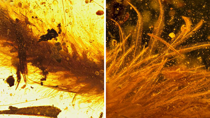 First Dinosaur Tail Found Preserved In Amber Is 99-Million-Years-Old And Covered In Feathers