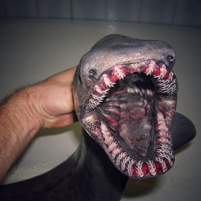 Russian Fisherman Posts Terrifying Creatures Of The Deep Sea On Twitter,  And People Want Him To Stop | Bored Panda