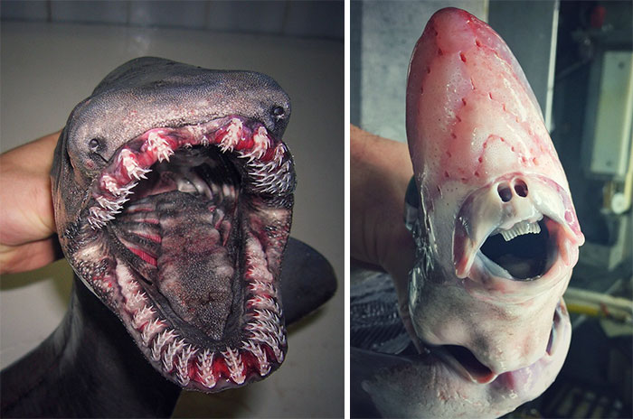 Russian Fisherman Posts Terrifying Creatures Of The Deep Sea On Twitter, And People Want Him To Stop