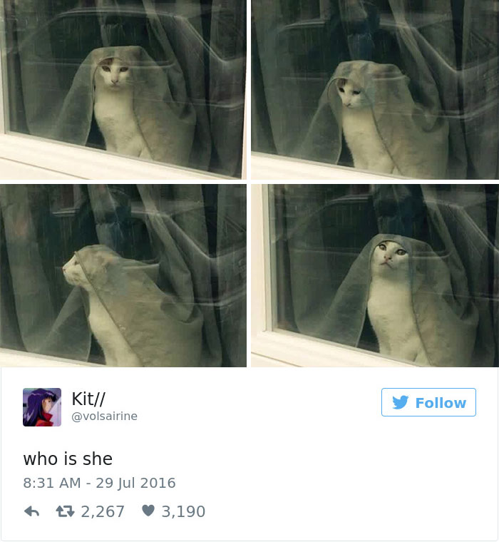 Best Cat Tweets Of 2016