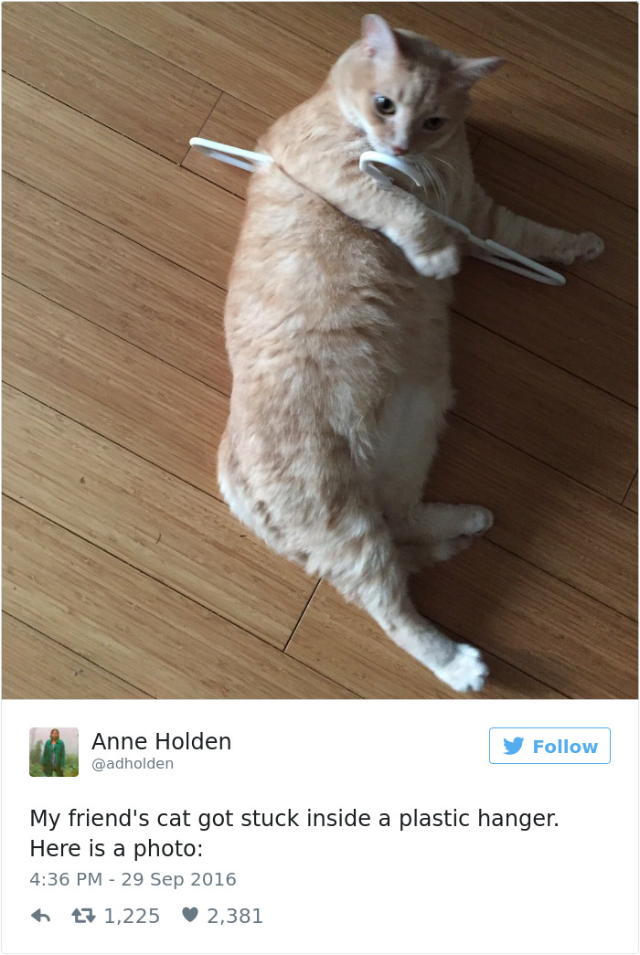 Best Cat Tweets Of 2016
