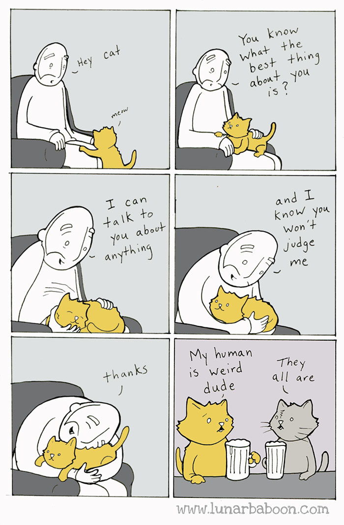 Image result for cats are weird jeffrey brown