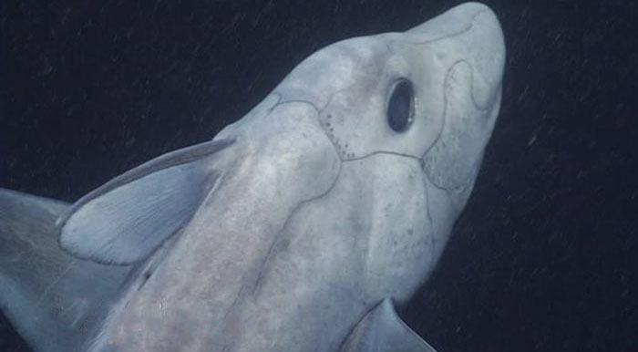 Ghost Shark Filmed On Camera For The First Time Has A Penis On His Head