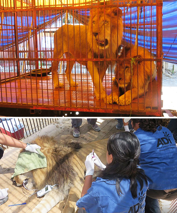 33 Lions Rescued From Circus Arrive In Africa To Get Their Stolen Lives Back