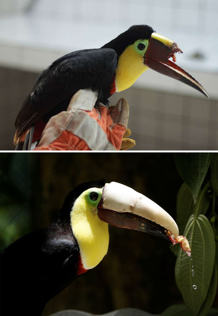 Toucan Gets A 3D Printed Beak After It’s Beaten By A Group Of Teens