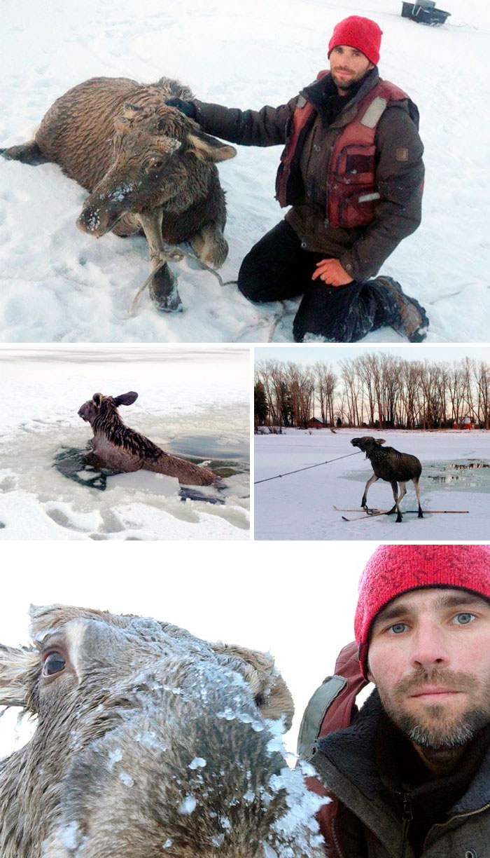 33-Year-Old Man From Barnaul, Russia, Rescued A Moose Calf Trapped In The Freezing Waters Of The Ob River
