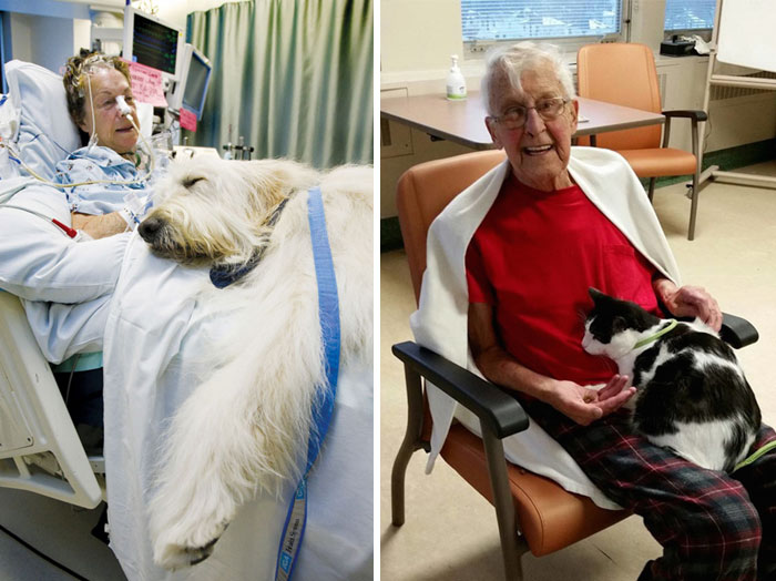 Hospital Lets Pets Visit Their Sick Humans To Make Them Feel Better