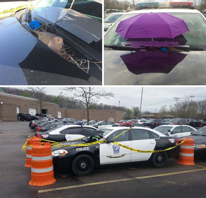 Bird Builds Her Nest On Police Car, The Cops Attach An Umbrella To The Windshield To Keep Her Safe From The Elements And Tape Off The Parking Spot So Nobody Bothers Her