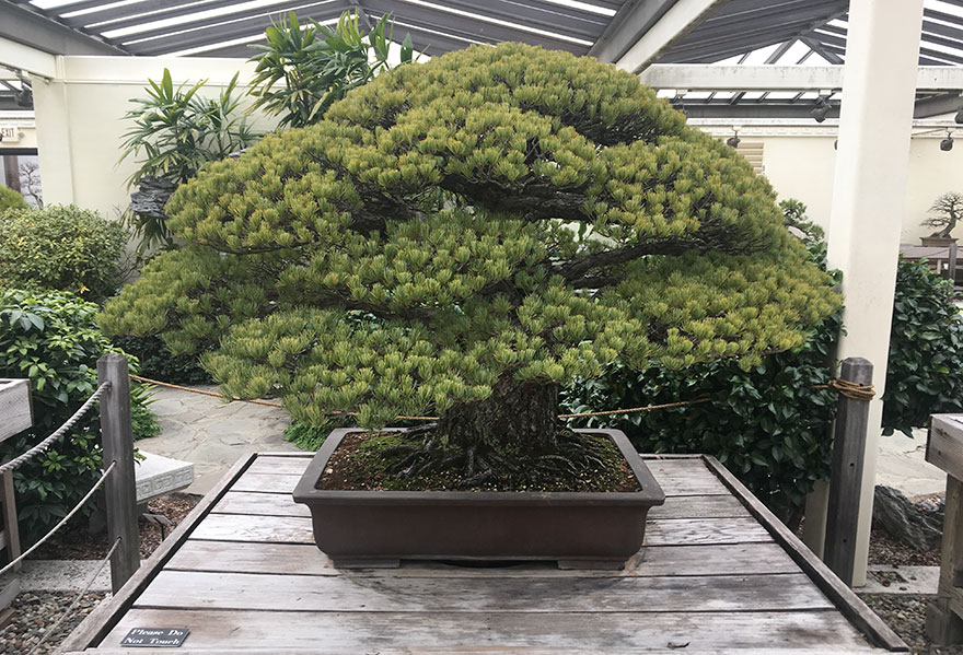 391-Year-Old Bonsai Tree Planted In 1625 Has Survived Hiroshima And Keeps On Growing