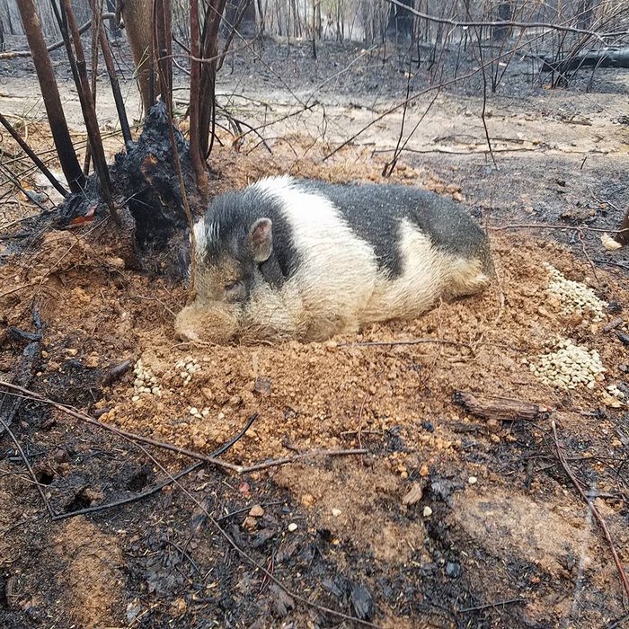 Family Devastated After Finding Their Home Destroyed By Wildfire, But Then See Their Pet Pig Waiting For Them