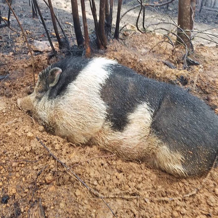 home-destroyed-wildfire-pig-charlie-8