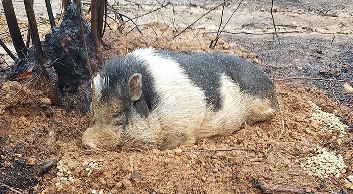 Family Devastated After Finding Their Home Destroyed By Wildfire, But Then See Their Pet Pig Waiting For Them