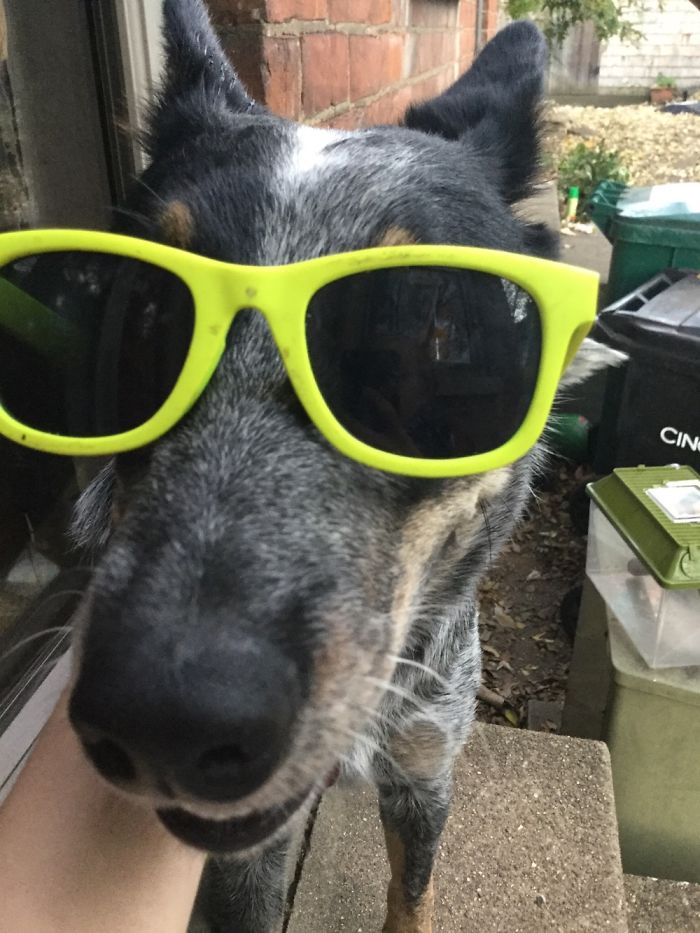 Dog Old Buddy