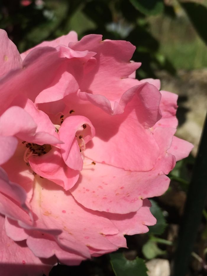 Nature In A Garden