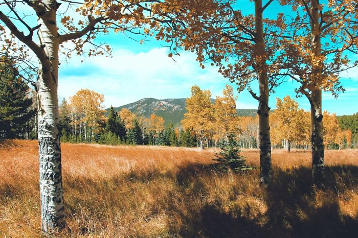 Mountain Vibes