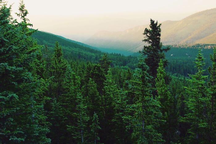 Mountain Vibes