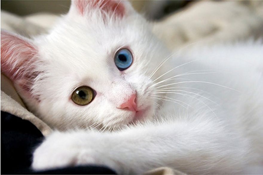Just A Few Beautiful White Cats To Make Your Day!