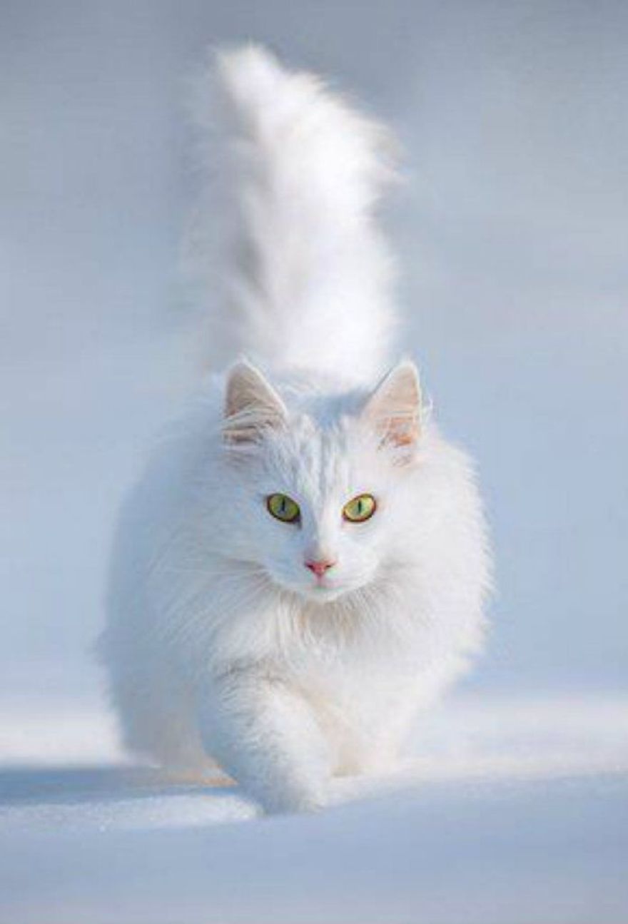 Just A Few Beautiful White Cats To Make Your Day!